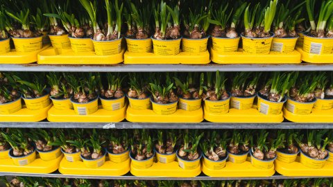 bloemenbollen-en-planten-specialisme-denkers-bv